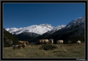 vache