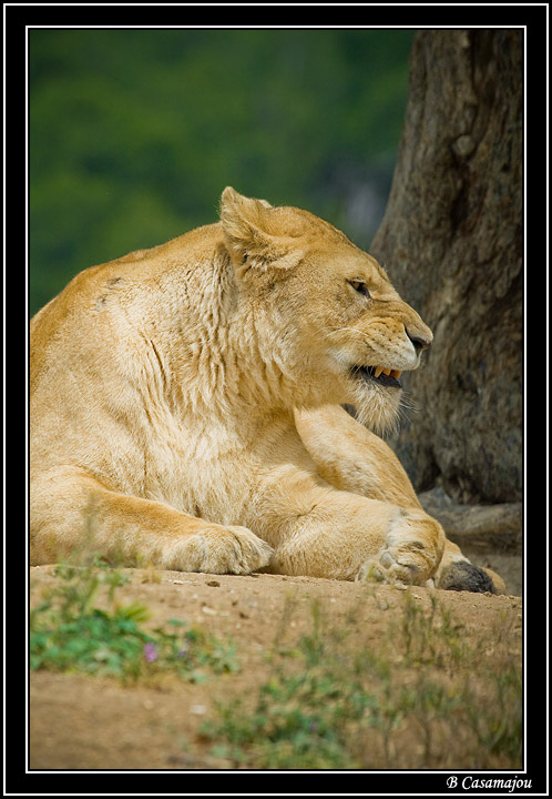 Sigean1.jpg - Lionne