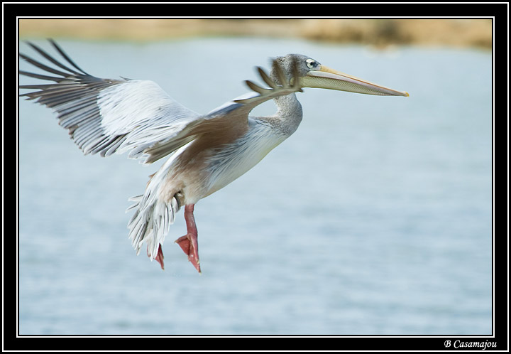 Sigean3.jpg - Pelican