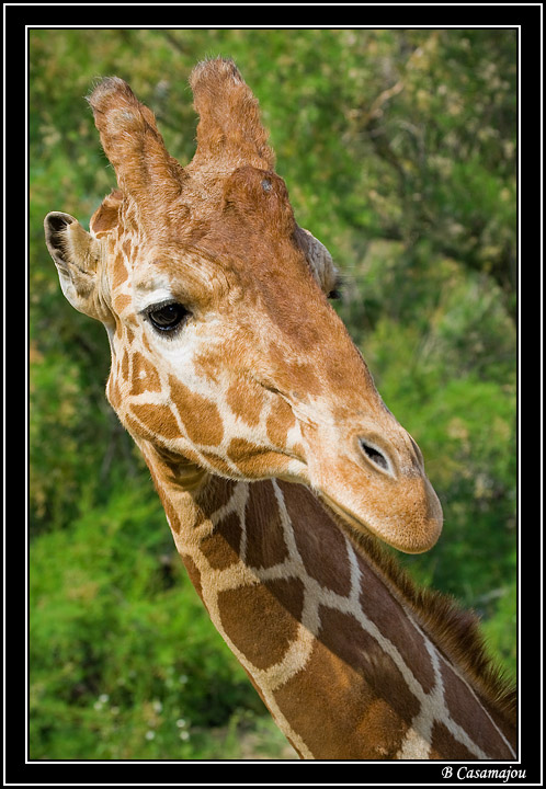 Sigean4.jpg - Girafe