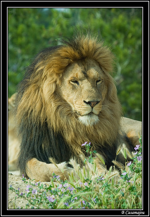 Sigean5.jpg - Lion