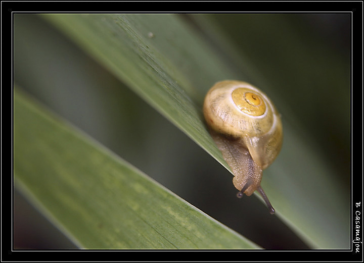 escargot.jpg - Jony l'escargot
