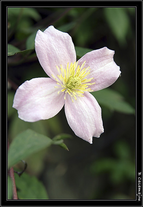 fleur1.jpg - qui suis-je ?