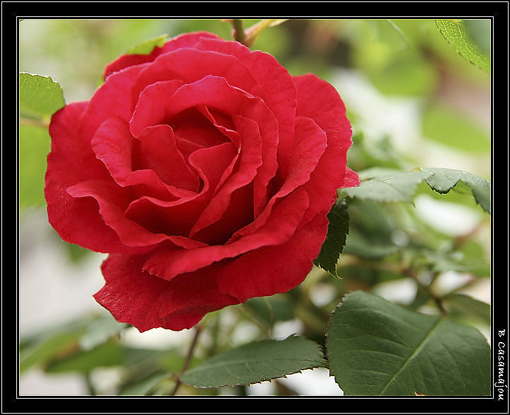 rose.jpg - rose rouge