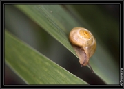 escargot