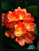fleur