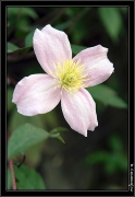 fleur1