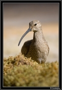 oiseau