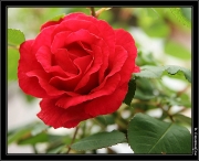 rose
